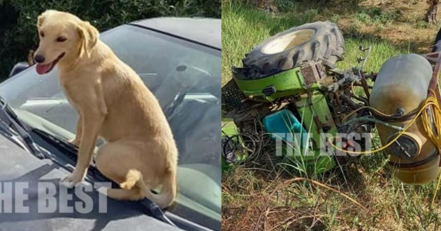 Χάτσικο της Αχαΐας: Δεν εγκαταλείπει το αφεντικό του που τραυματίστηκε σε τροχαίο