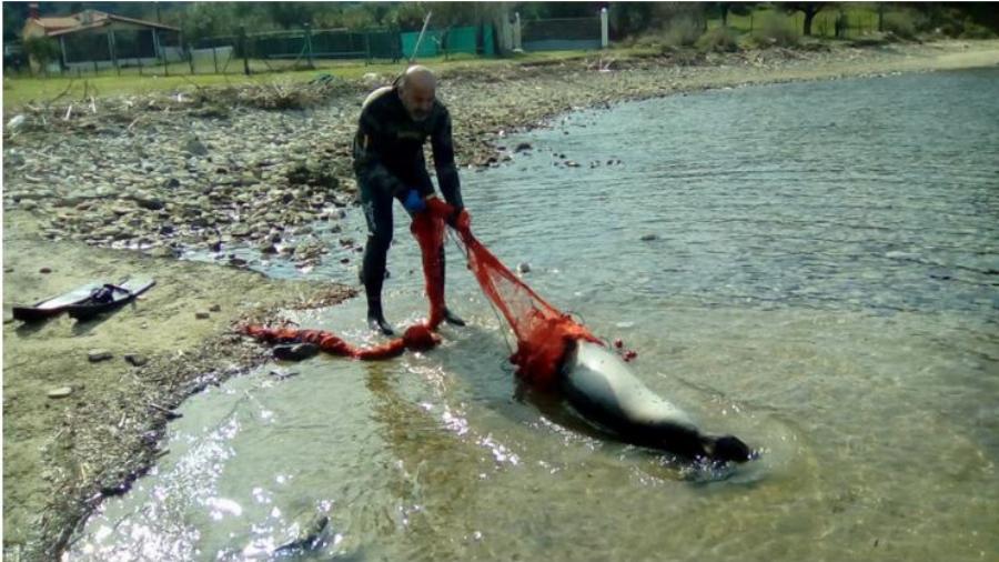 Χρήστος Λάμπρου: Ο ήρωας από τη Χαλκιδική που έσωσε μια μικρή  Φώκια Monachus από βέβαιο θάνατο