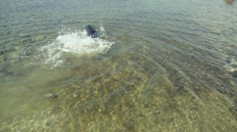 Χρήστος Λάμπρου: Ο ήρωας από τη Χαλκιδική που έσωσε μια μικρή  Φώκια Monachus από βέβαιο θάνατο