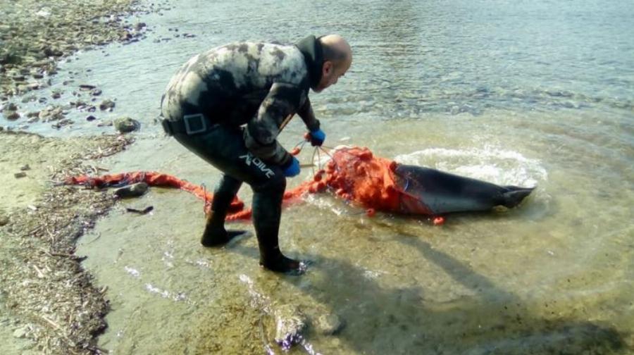 Χρήστος Λάμπρου: Ο ήρωας από τη Χαλκιδική που έσωσε μια μικρή  Φώκια Monachus από βέβαιο θάνατο