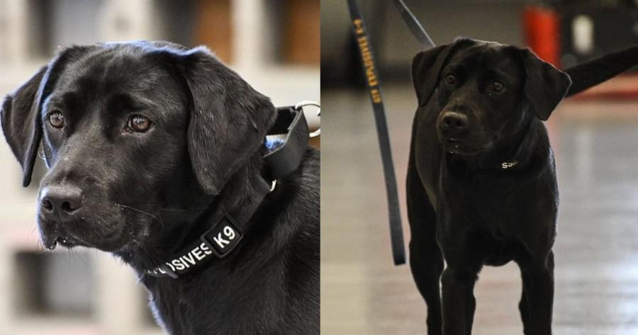 Σκύλος της CIA απολύθηκε γιατί προτιμούσε να παίζει αντί να ξετρυπώνει βόμβες