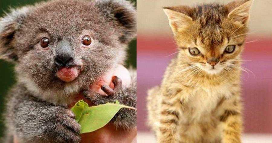 Ζώα με Σύνδρομο Down: Η σπάνια ομορφιά τους μέσα από 15 πανέμορφες φωτογραφίες