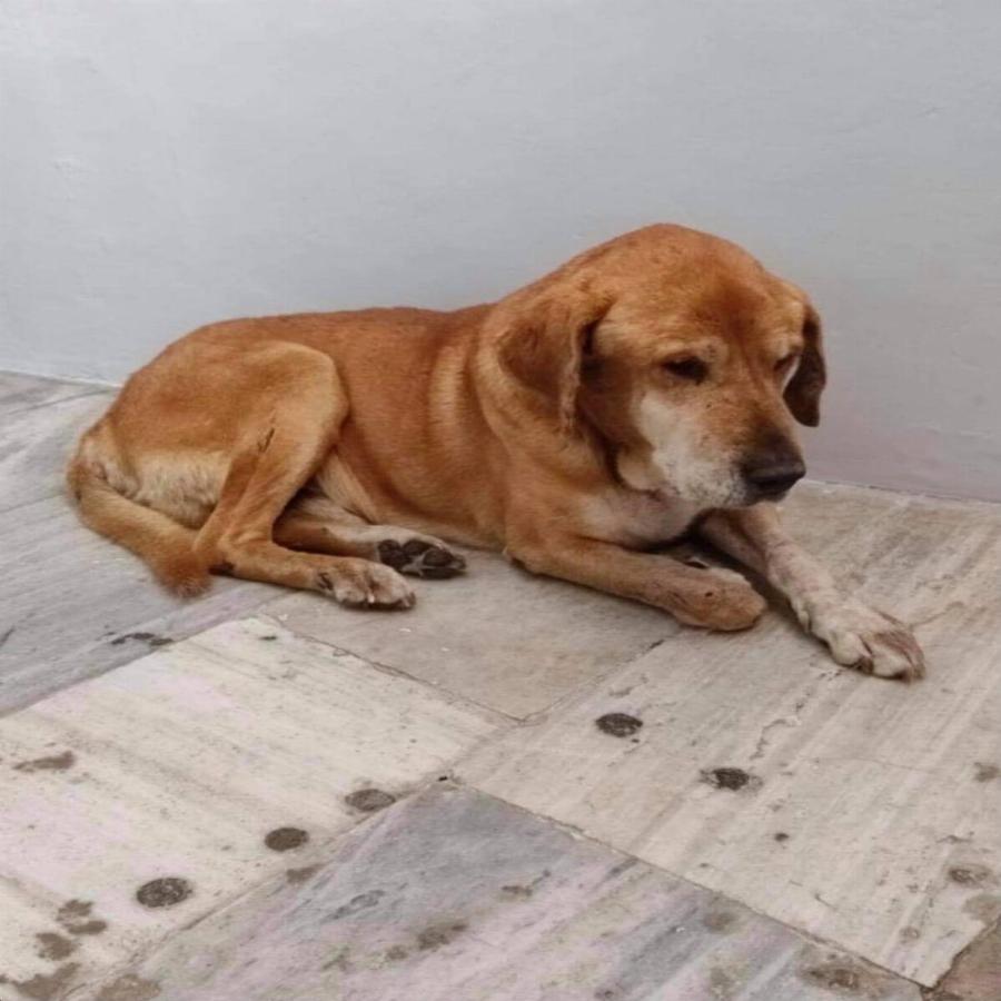 Πέθανε από γεράματα ο γνωστός αδέσποτος σκυλάκος Κανέλος που ζούσε 16 χρόνια στην πόλη της Κέρκυρας