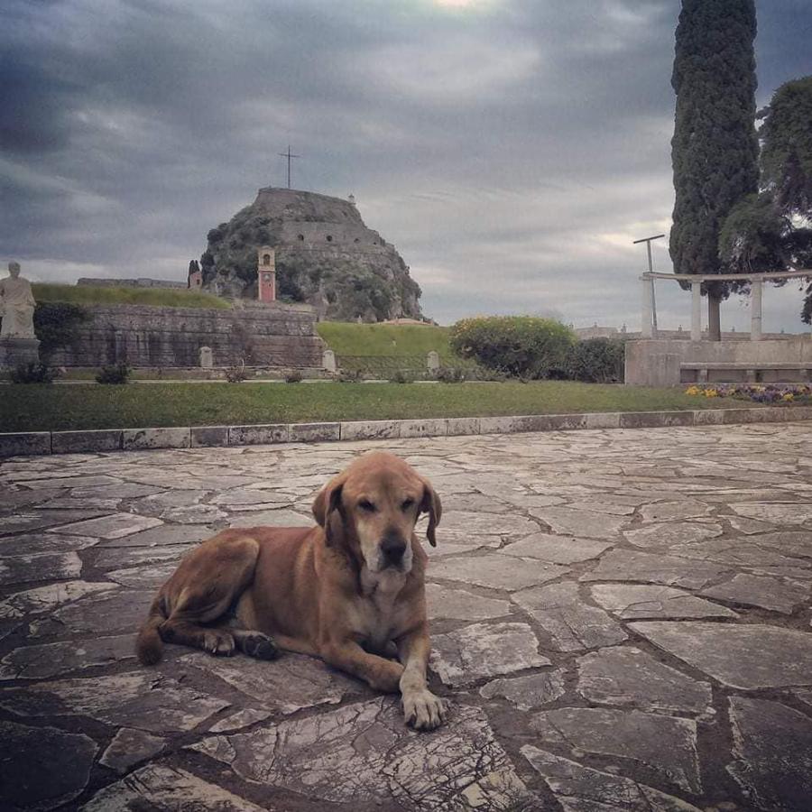 Πέθανε από γεράματα ο γνωστός αδέσποτος σκυλάκος Κανέλος που ζούσε 16 χρόνια στην πόλη της Κέρκυρας