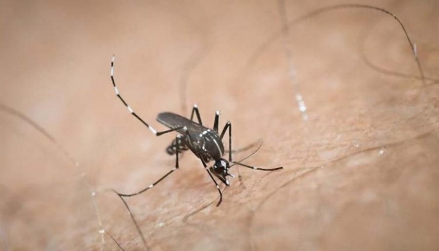 Κουνούπια τέλος: Εξαφανίστε τα μια για πάντα με αυτή τη σπιτική συνταγή χωρίς ίχνος χημικών