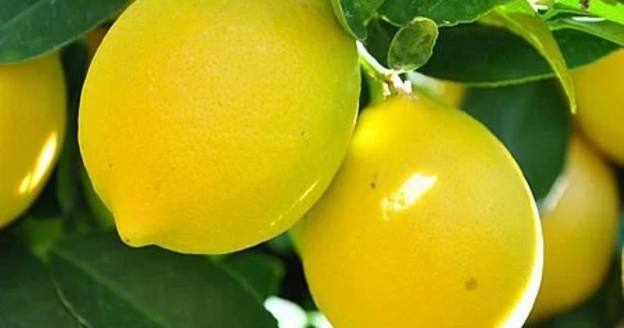 Πώς να διατηρήσετε τα λεμόνια φρέσκα για μεγάλο χρονικό διάστημα