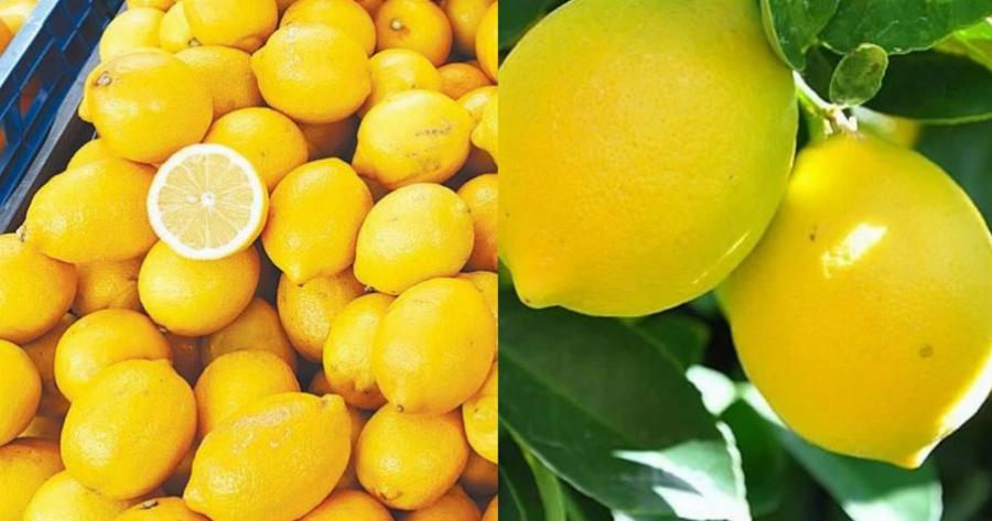 Ελληνικά λεμόνια :Σαπίζουν στα δέντρα και εισάγουμε Τούρκικα