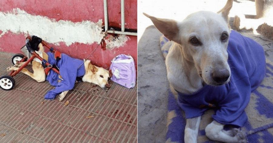 Παράτησαν στο δρόμο ανάπηρο σκυλάκο με χαλασμένο καροτσάκι και δίπλα του ένα κουτί πάνες