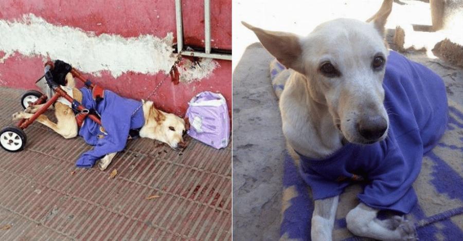 Παράτησαν στο δρόμο ανάπηρο σκυλάκο με χαλασμένο καροτσάκι και δίπλα του ένα κουτί πάνες
