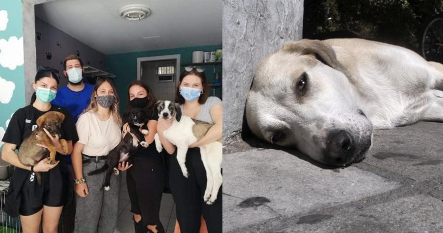 Μαθητές μουσικού Λυκείου στην Ξάνθη έδωσαν τα χρημάτα της εκδρομής τους για τη σωτηρία των αδέσποτων