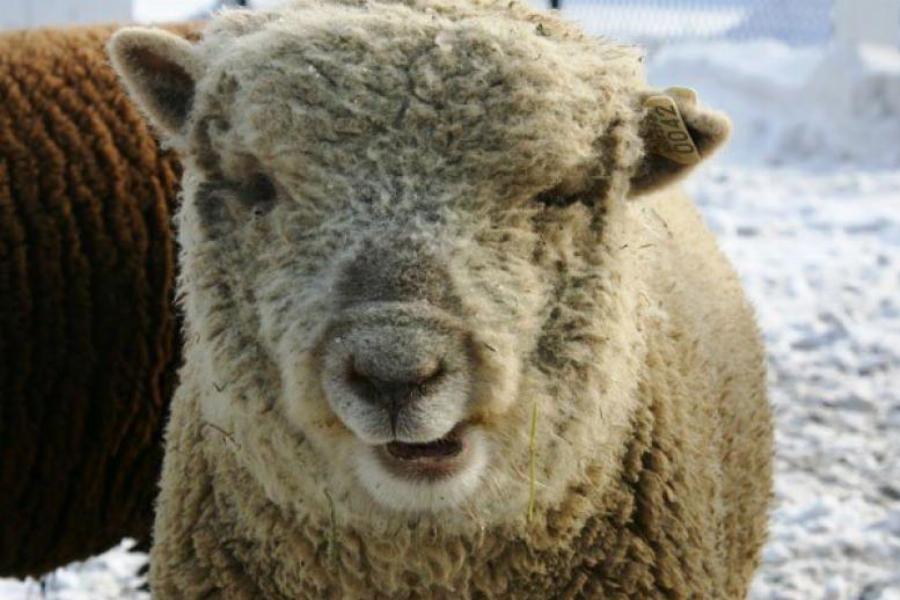 Ζώα με Σύνδρομο Down: Η σπάνια ομορφιά τους μέσα από 15 πανέμορφες φωτογραφίες