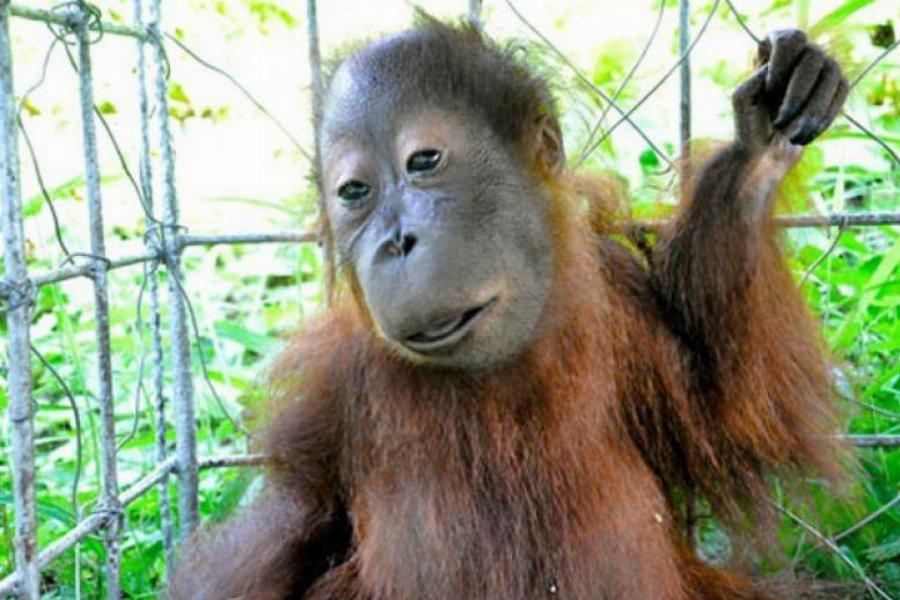 Ζώα με Σύνδρομο Down: Η σπάνια ομορφιά τους μέσα από 15 πανέμορφες φωτογραφίες