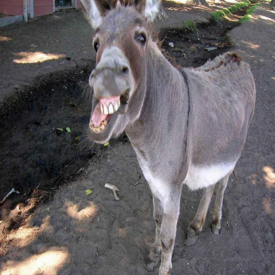 Ζώα με Σύνδρομο Down: Η σπάνια ομορφιά τους μέσα από 15 πανέμορφες φωτογραφίες