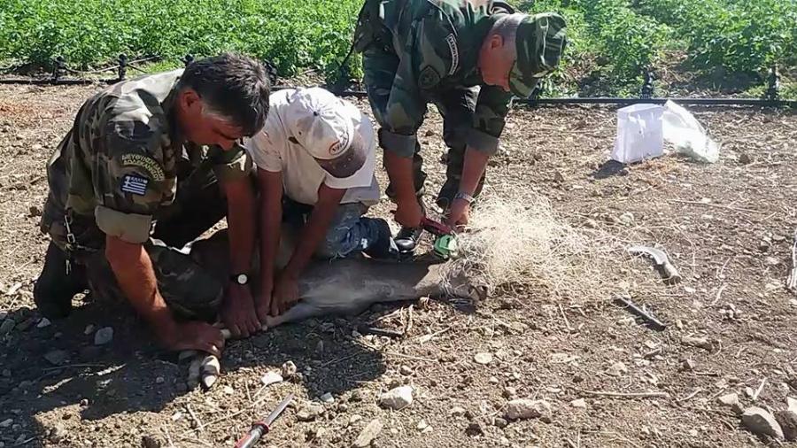 Ρόδος δασοφύλακες: Έσωσαν ελαφάκι που είχε μπλεχτεί σε δίχτυα