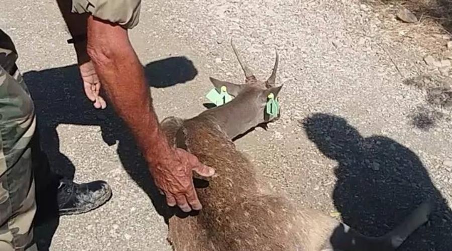 Ρόδος δασοφύλακες: Έσωσαν ελαφάκι που είχε μπλεχτεί σε δίχτυα