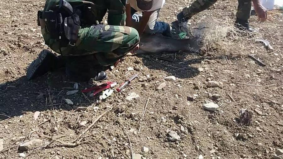 Ρόδος δασοφύλακες: Έσωσαν ελαφάκι που είχε μπλεχτεί σε δίχτυα