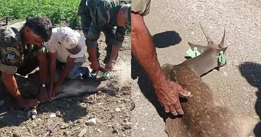 Ρόδος δασοφύλακες: Έσωσαν ελαφάκι που είχε μπλεχτεί σε δίχτυα