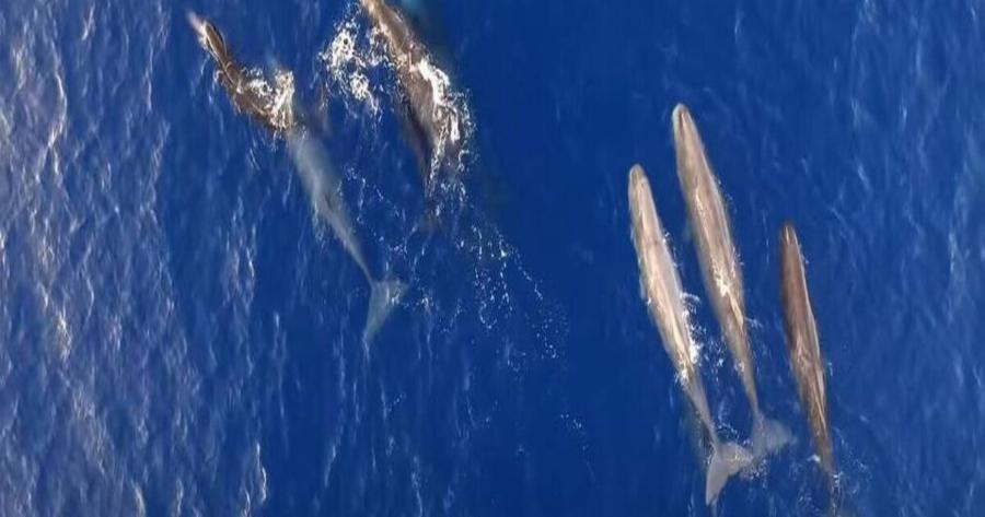 Ιόνιο Πέλαγος: Υπέροχες στιγμές με κοπάδι φαλαινών να ταΐζει τα μικρά του