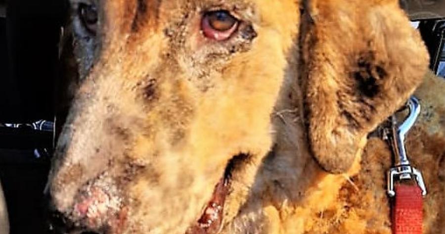 “Ευτυχώς στη φωτιά δεν είχαμε θύματα”: Το βλέμμα του καμένου αυτού σκύλου απαντάει σε όσους το ισχυρίζονται αυτό