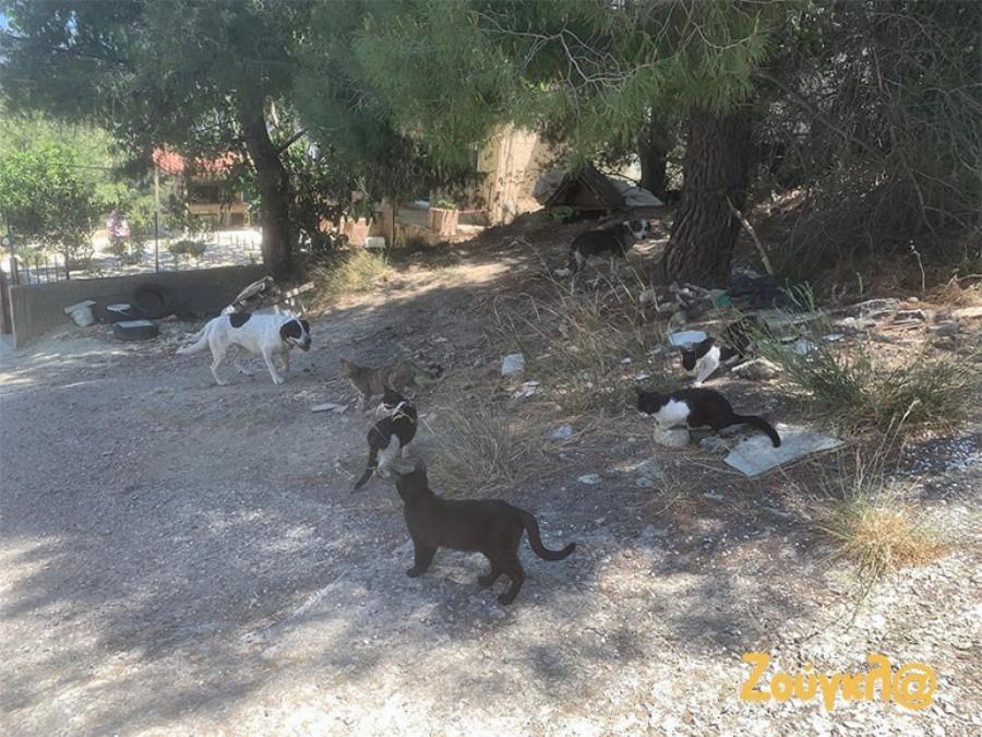 Φωτιά Αλεποχώρι: Ο Νίκος έσωσε μέσα από τις φλόγες τα αδέσποτα ζώα που ταΐζει με αυταπάρνηση