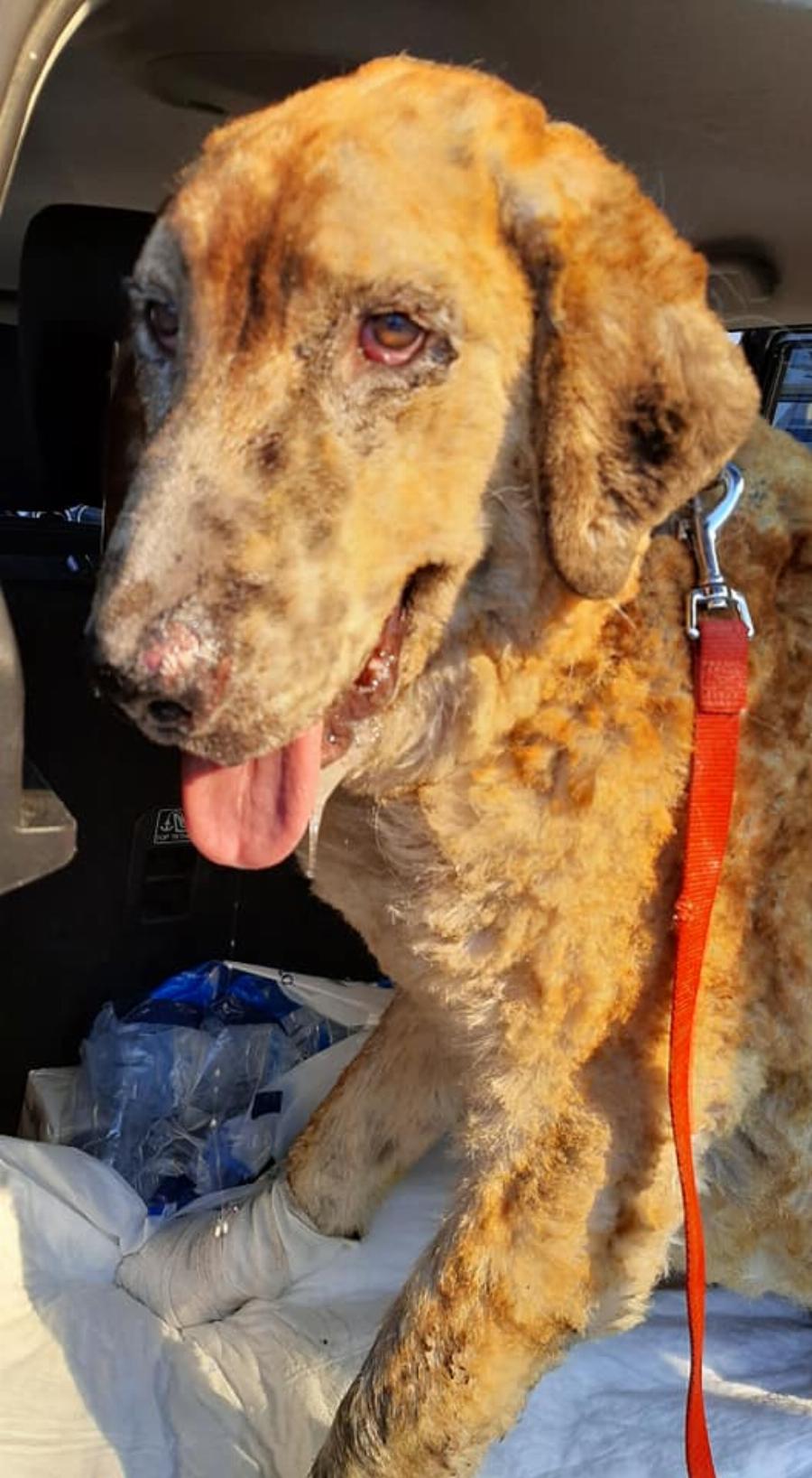 “Ευτυχώς στη φωτιά δεν είχαμε θύματα”: Το βλέμμα του καμένου αυτού σκύλου απαντάει σε όσους το ισχυρίζονται αυτό