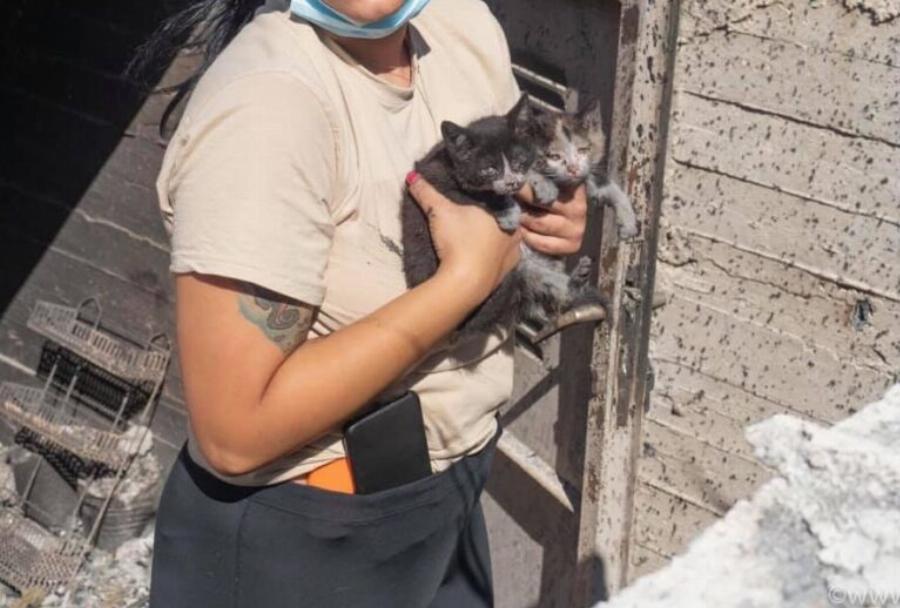 “Ευτυχώς στη φωτιά δεν είχαμε θύματα”: Το βλέμμα του καμένου αυτού σκύλου απαντάει σε όσους το ισχυρίζονται αυτό