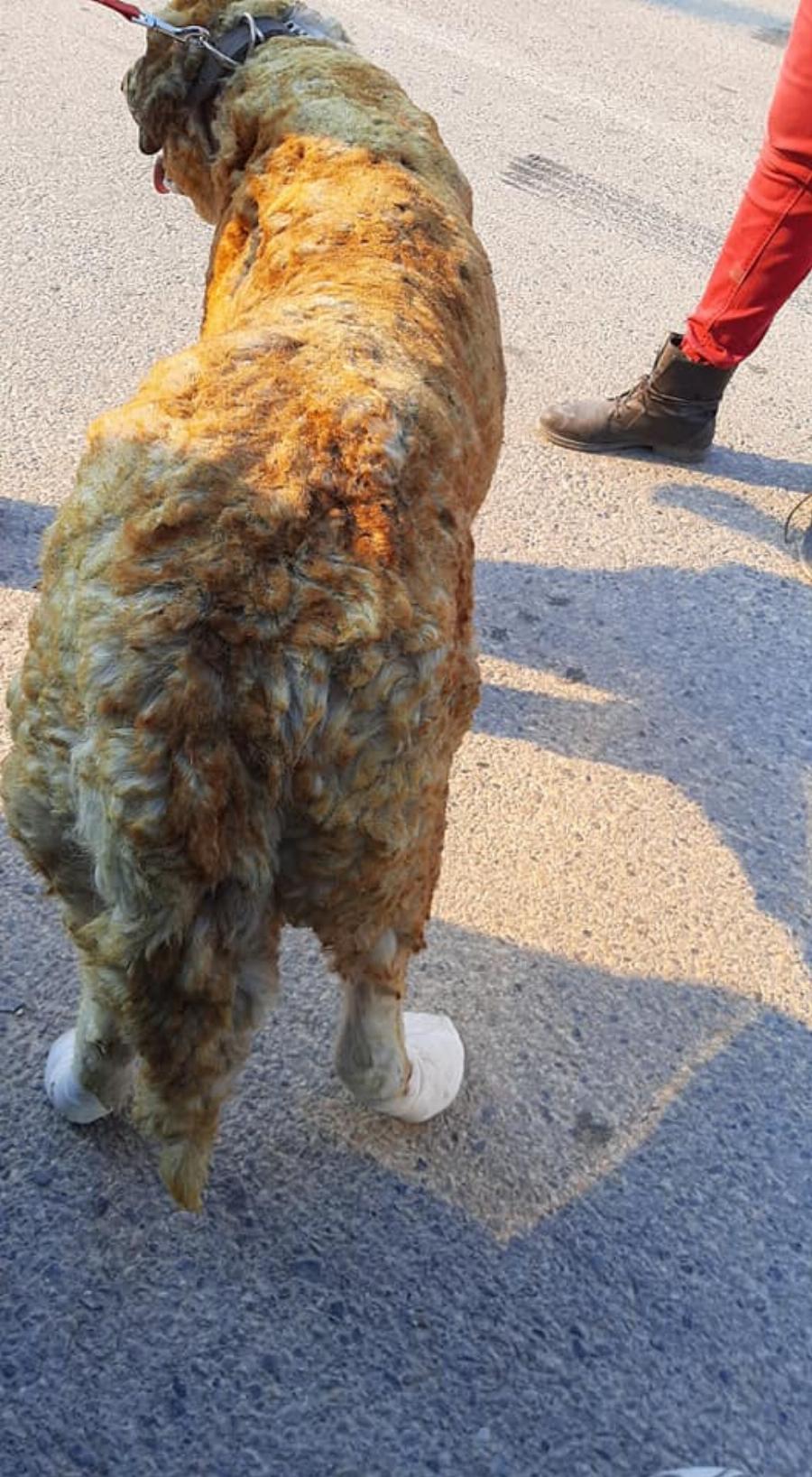 “Ευτυχώς στη φωτιά δεν είχαμε θύματα”: Το βλέμμα του καμένου αυτού σκύλου απαντάει σε όσους το ισχυρίζονται αυτό