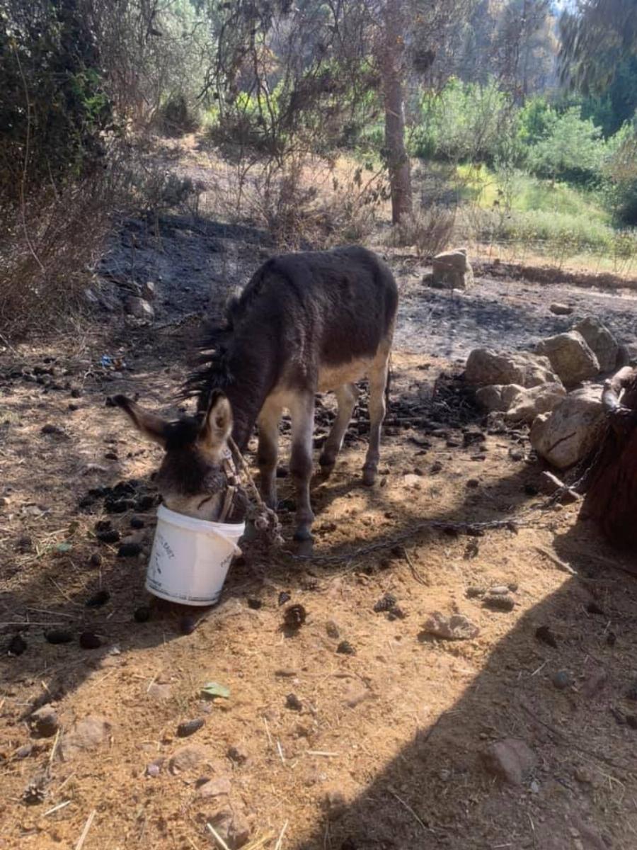 “Ευτυχώς στη φωτιά δεν είχαμε θύματα”: Το βλέμμα του καμένου αυτού σκύλου απαντάει σε όσους το ισχυρίζονται αυτό