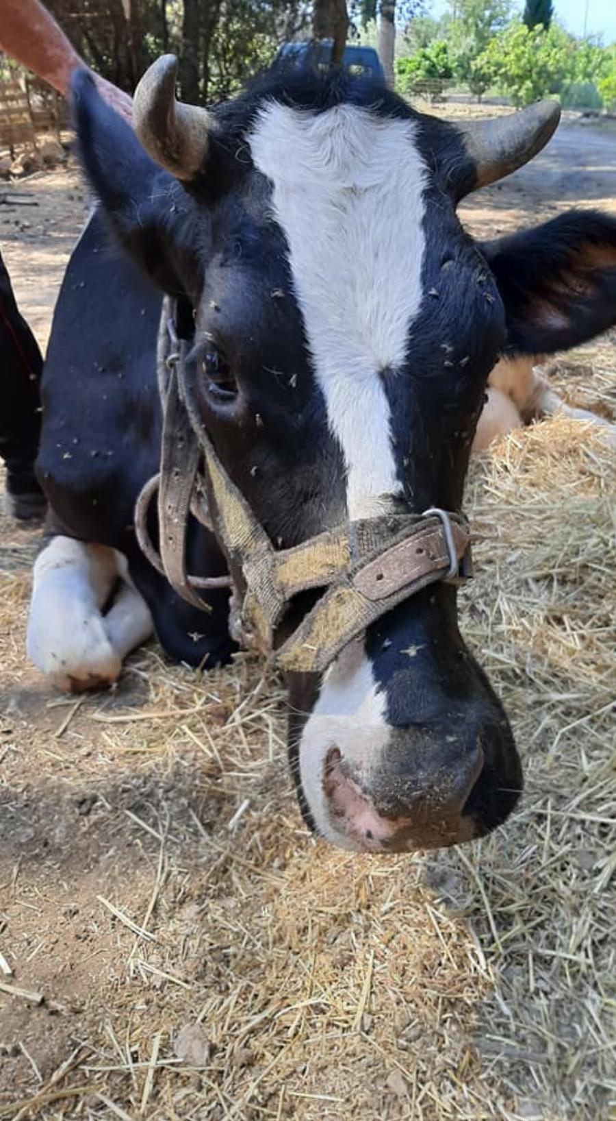 “Ευτυχώς στη φωτιά δεν είχαμε θύματα”: Το βλέμμα του καμένου αυτού σκύλου απαντάει σε όσους το ισχυρίζονται αυτό