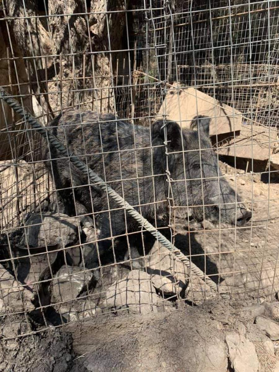 “Ευτυχώς στη φωτιά δεν είχαμε θύματα”: Το βλέμμα του καμένου αυτού σκύλου απαντάει σε όσους το ισχυρίζονται αυτό