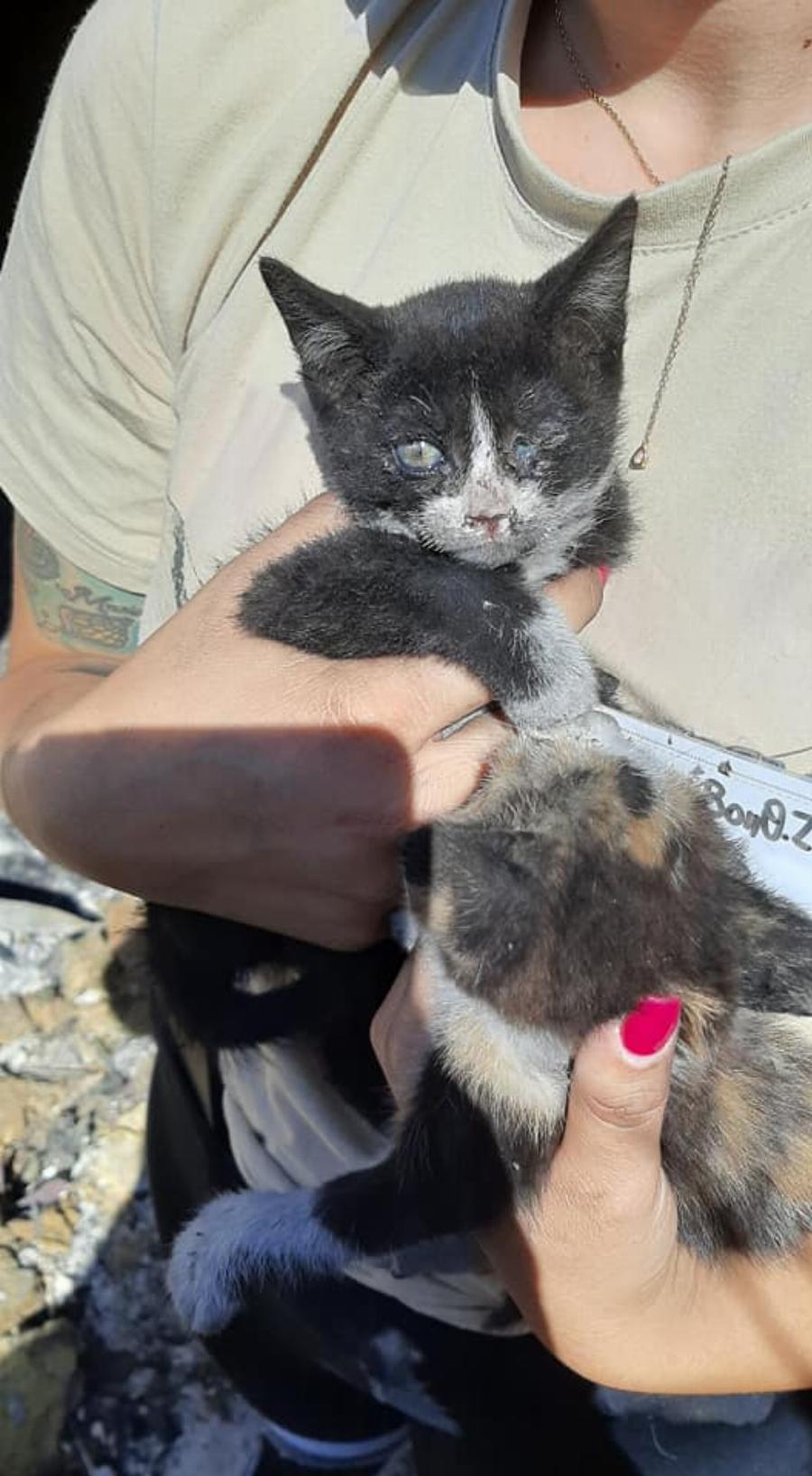 “Ευτυχώς στη φωτιά δεν είχαμε θύματα”: Το βλέμμα του καμένου αυτού σκύλου απαντάει σε όσους το ισχυρίζονται αυτό