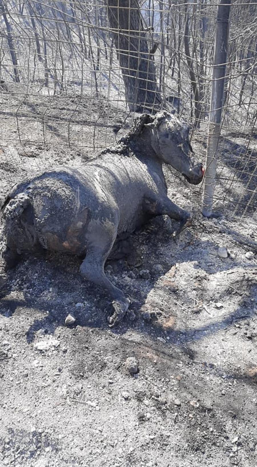 “Ευτυχώς στη φωτιά δεν είχαμε θύματα”: Το βλέμμα του καμένου αυτού σκύλου απαντάει σε όσους το ισχυρίζονται αυτό