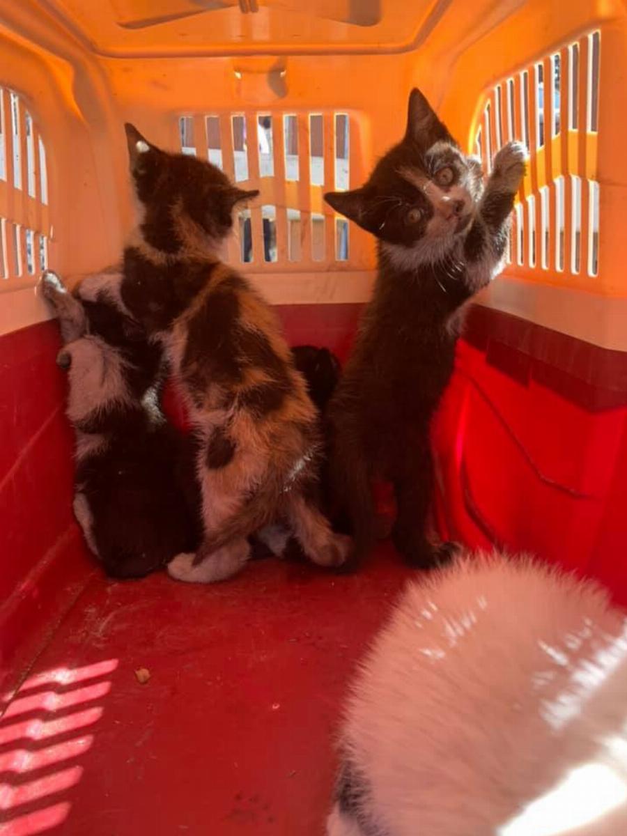 “Ευτυχώς στη φωτιά δεν είχαμε θύματα”: Το βλέμμα του καμένου αυτού σκύλου απαντάει σε όσους το ισχυρίζονται αυτό