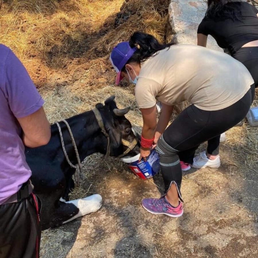 “Ευτυχώς στη φωτιά δεν είχαμε θύματα”: Το βλέμμα του καμένου αυτού σκύλου απαντάει σε όσους το ισχυρίζονται αυτό