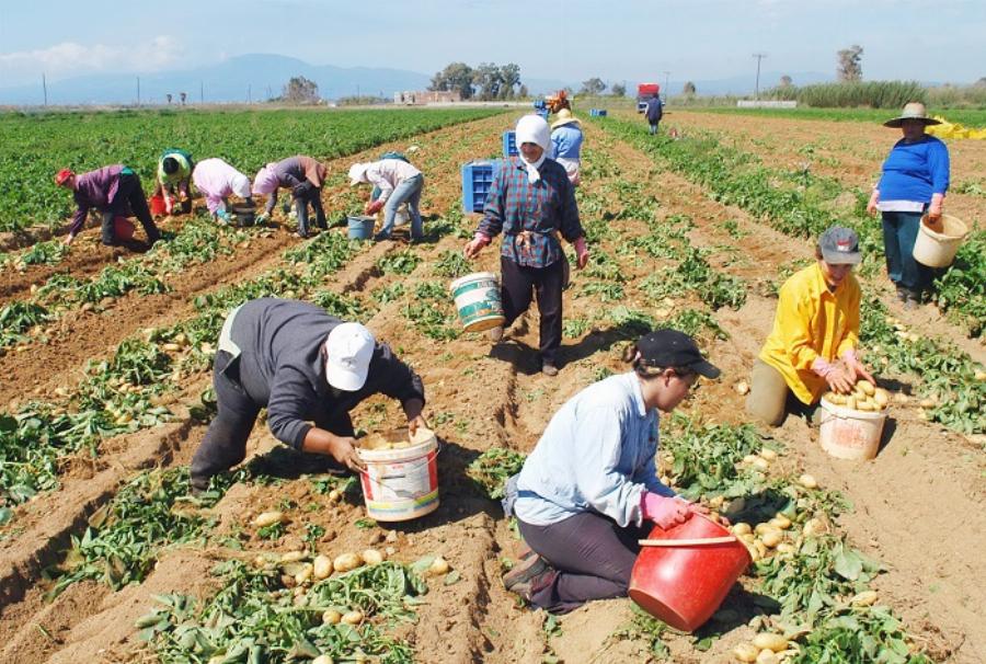 Τα ελληνόπουλα να πάνε για δουλειά στα χωράφια – Ντροπή είναι τα επιδόματα και όχι η δουλειά