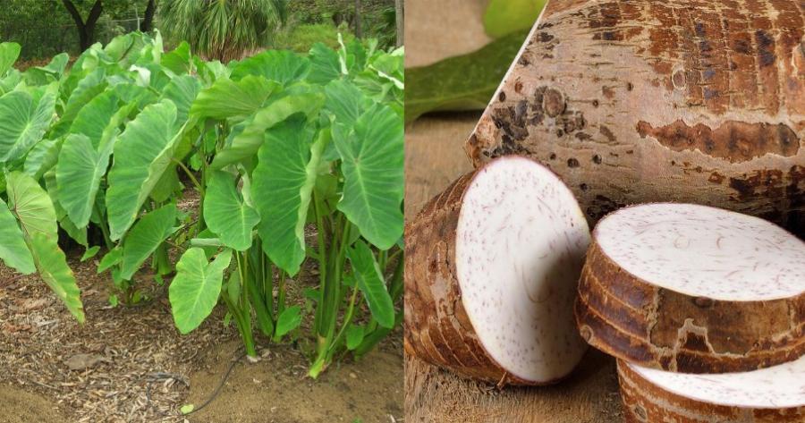 Η άγνωστη υπετροφή της Ικαρίας που θεωρείται ένα από τα μυστικά της μακροζωίας των κατοίκων του νησιού