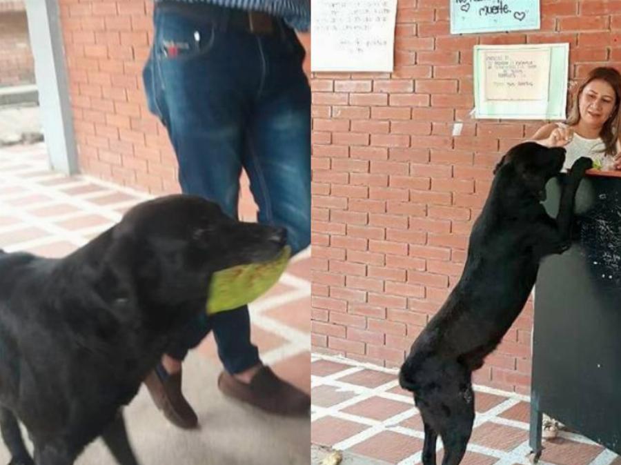 Negro: Ο φοβερός σκύλος που αγοράζει κουλουράκια και πληρώνει με φύλλα δέντρου