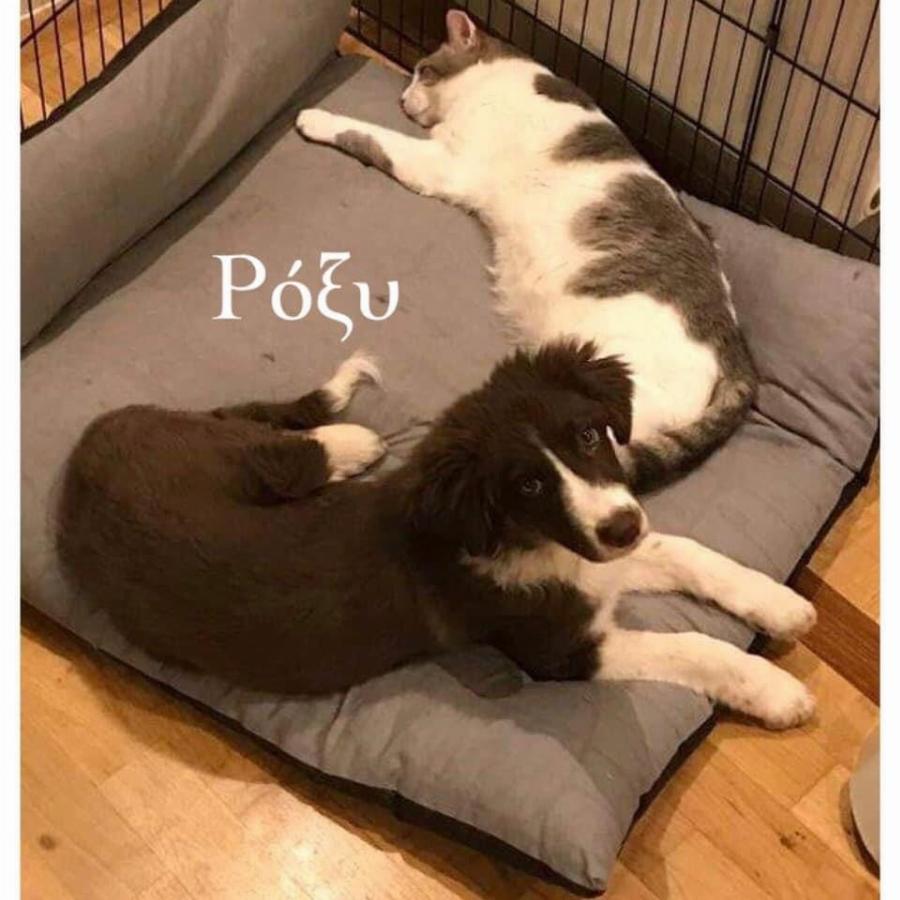 Η πρώην αδέσποτη Ρόξυ, η σκυλίτσα που κρέμασε ο σύζυγος- δολοφόνος της Καρολάιν