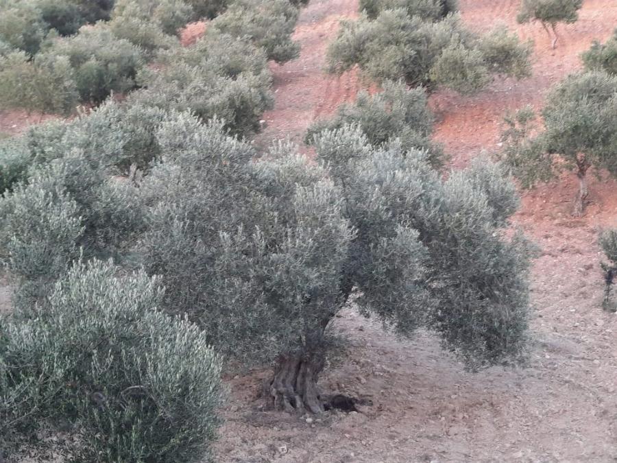 Σπαραγμός για τον 20χρονο Θανάση που Αυτοπυροβολήθηκε – Μόλις είχε απολυθεί από το στρατό