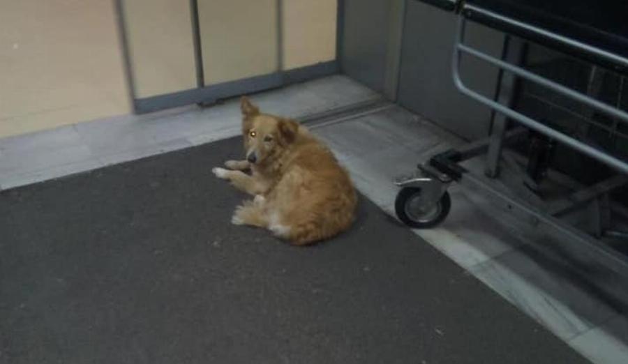 Ο Χάτσικο Του Βόλου – Ένας Σκύλος Εδώ Και Πέντε Χρόνια Περιμένει Στο Νοσοκομείο Τον Ιδιοκτήτη Του Που Πέθανε