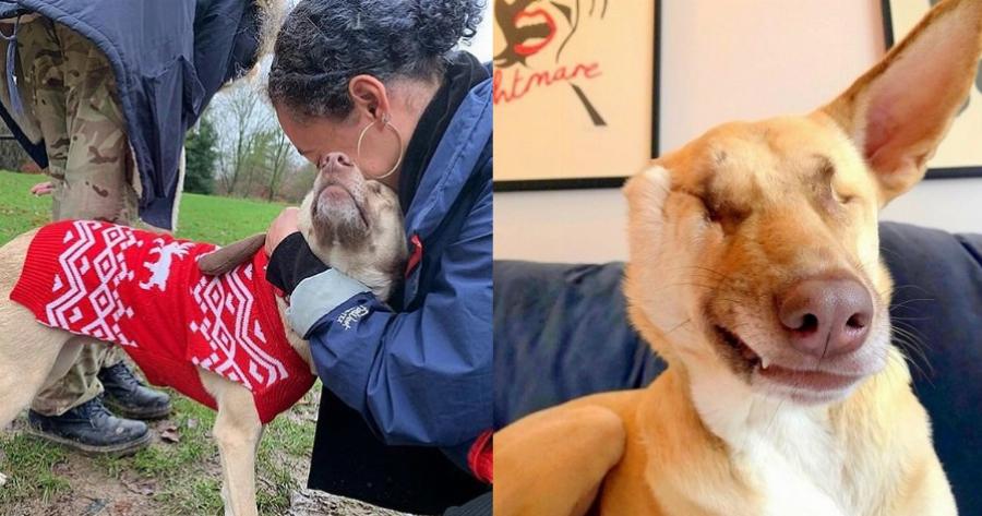 Η ιστορία της σκυλίτσας από το Λίβανο που πυροβολήθηκε 17 φορές, τυφλώθηκε αλλά πλέον ζει ευτυχισμένη