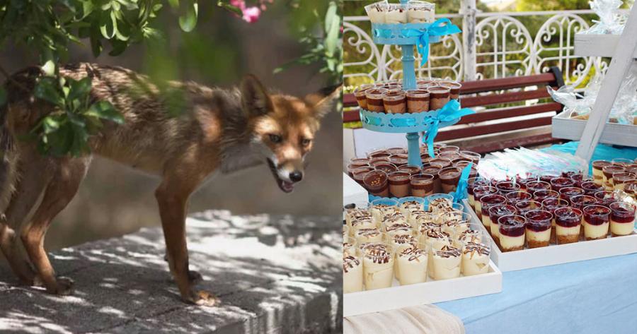 Ο πιο γλυκός επισκέπτης: Αλεπού έκλεψε γλυκό από βάφτιση στου Παπάγου