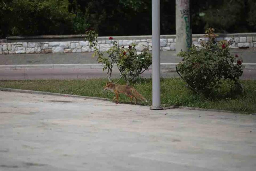 Ο πιο γλυκός επισκέπτης: Αλεπού έκλεψε γλυκό από βάφτιση στου Παπάγου