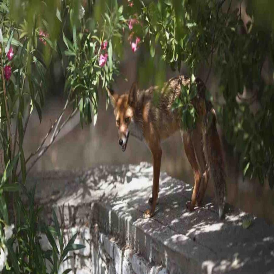 Ο πιο γλυκός επισκέπτης: Αλεπού έκλεψε γλυκό από βάφτιση στου Παπάγου