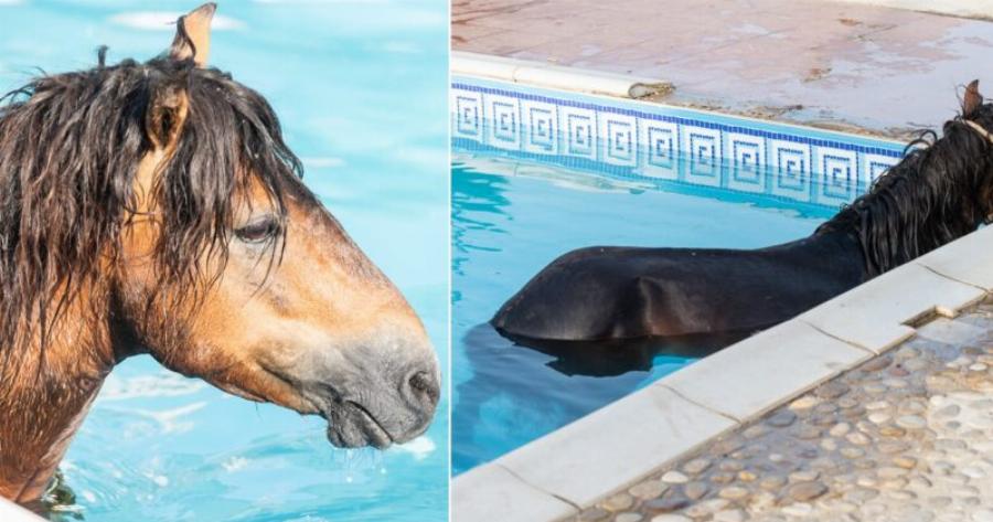 Κεφαλονιά: Άλογο βούτηξε σε πισίνα ξενοδοχείου για να δροσιστεί