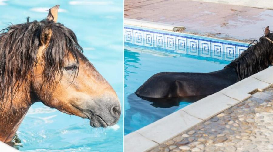 Κεφαλονιά: Άλογο βούτηξε σε πισίνα ξενοδοχείου για να δροσιστεί
