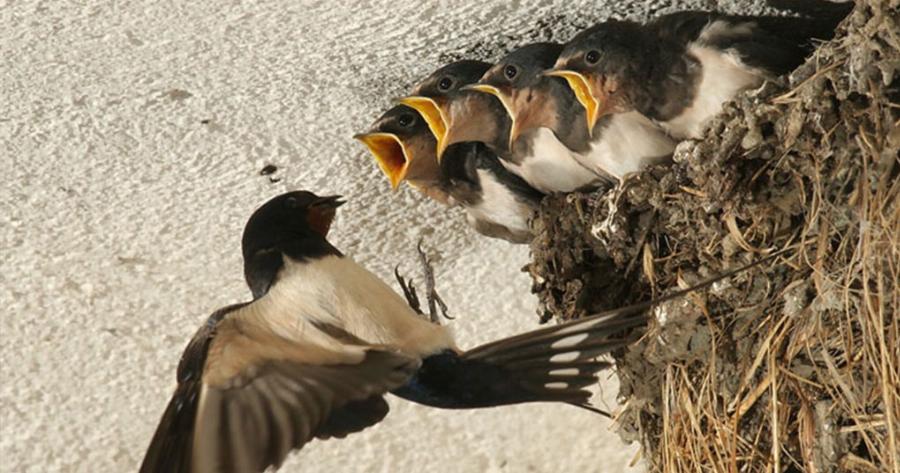 Ποινικό αδίκημα η καταστροφή φωλιών και η θανάτωση χελιδονιών