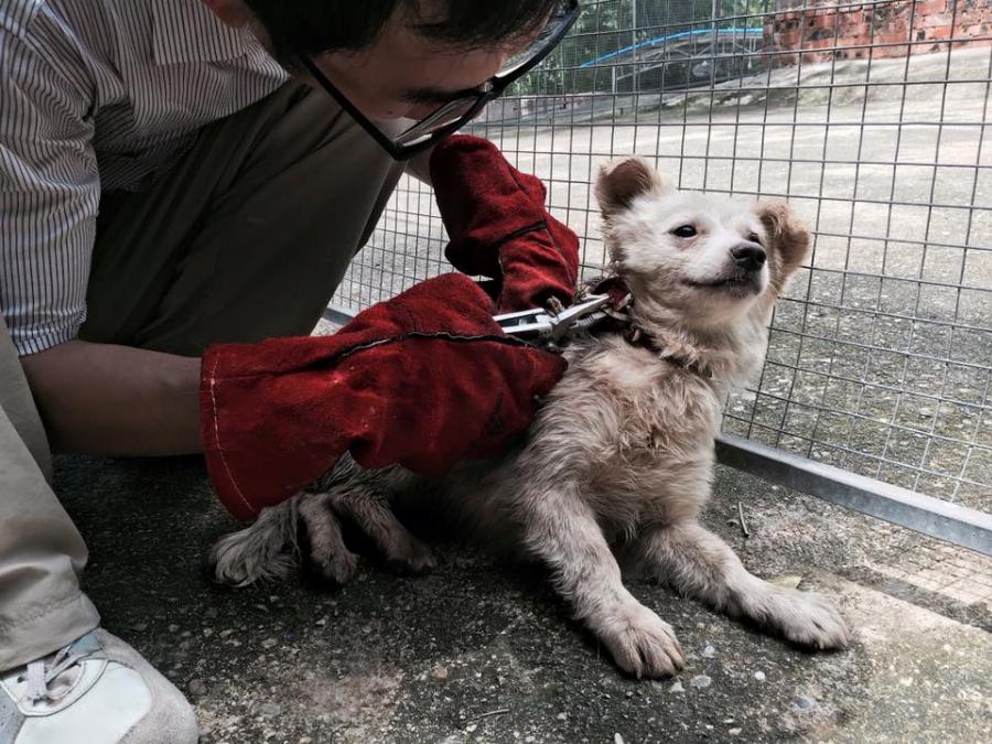 Γνωρίστε τον άντρα που έσωσε 1.000 σκυλιά από το φεστιβάλ σφαγής σκύλων στην Κίνα