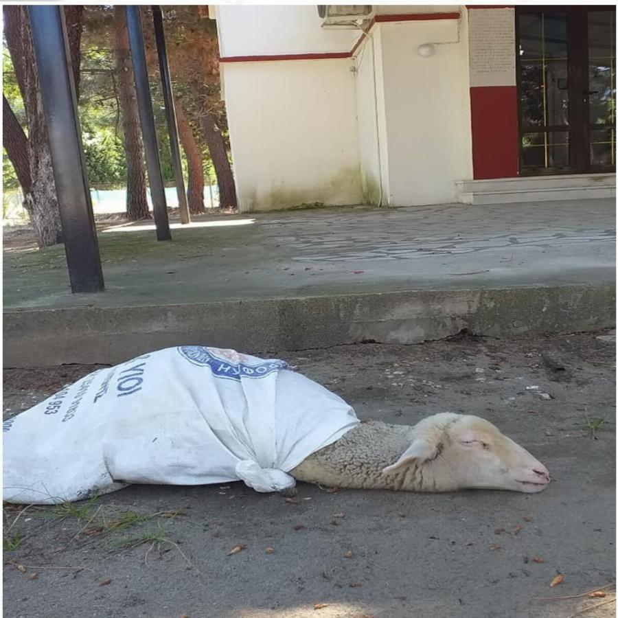 Καβάλα: Δεμένο ζωντανό προβατάκι για «τάμα» στην εκκλησία