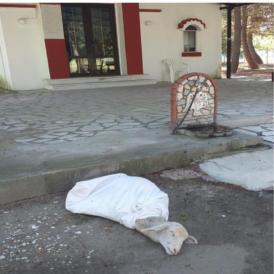 Καβάλα: Δεμένο ζωντανό προβατάκι για «τάμα» στην εκκλησία